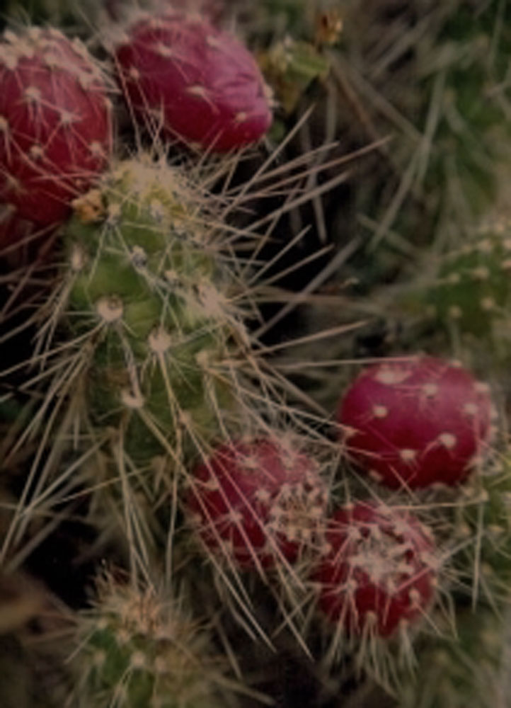 DeBerduccy_cacti9